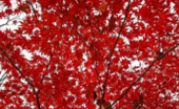 風(fēng)吹，楓動(dòng)，心飛